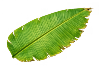 Banana leaf showing natural green texture with some yellowing edges, tropical foliage element on transparent background