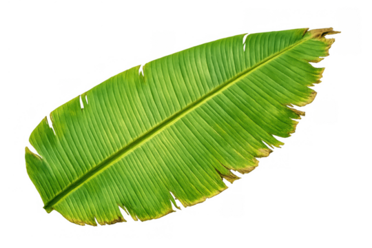 Banana leaf showing natural green texture with some yellowing edges, tropical foliage element on transparent background - Powered by Adobe