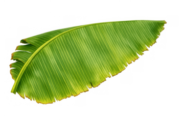 Banana leaf showing natural green texture and tropical foliage, exotic plant element with a transparent background