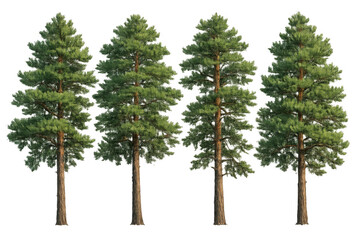 Fototapeta premium Four identical pine trees with green needles and brown trunks, standing tall on a transparent background
