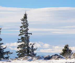 Winter spruce tree against a blue sky with clouds