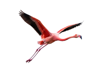 adult greater flamingo in dynamic, full-extension flight, vibrant pink plumage, isolated on a white studio background, concept of powerful elegance and freedom