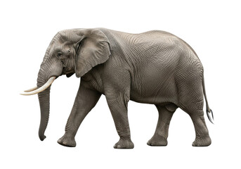 Obraz premium colossal male african bush elephant mid-stride, ultra-detailed wrinkled gray skin, massive upward-curving tusks, isolated full profile shot on a transparent studio backdrop, concept of wildlife