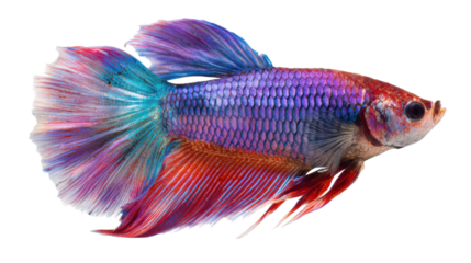 A single siamese fighting fish isolated on white background 