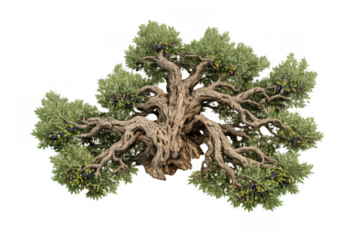 Ancient olive tree with gnarled trunk and green foliage, bearing ripe olives, isolated on transparent background