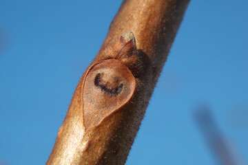 柿の木（富有柿）の冬芽と葉痕（葉の落ちた跡）　葉痕は「顔」に見える
