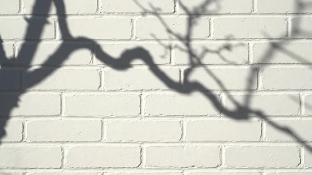 Ai generated shadows of branches on white brick wall artistic interpretation urban environment generative ai concept