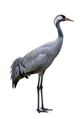 Fototapeta premium a majestic common crane, detailed grey and blue plumage with a vivid red crown, standing still on a shadowless white studio background, ornithological study atmosphere