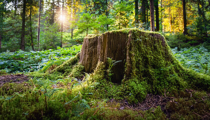 Stump Covered In Moss And Surrounded By Greenery In A Forest