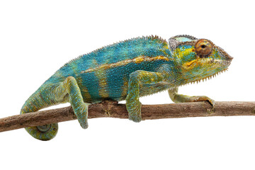 Naklejka premium A blue and yellow chameleon is perched on a branch. The chameleon is looking at the camera, png 
