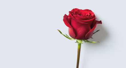 Fototapeta premium Single red rose on white background