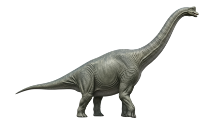A majestic grey-green brachiosaurus altithorax sauropod, powerful profile view, detailed leathery scaled skin under high-key studio lighting on a transparent background, paleontological accuracy