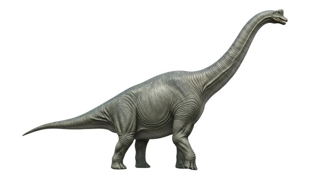 A majestic grey-green brachiosaurus altithorax sauropod, powerful profile view, detailed leathery scaled skin under high-key studio lighting on a transparent background, paleontological accuracy