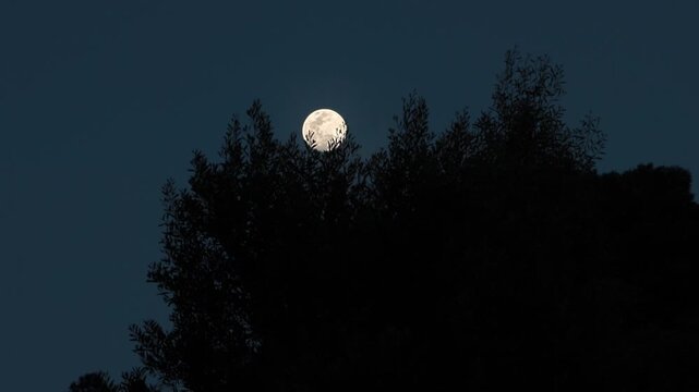 Moon rising behind tree line