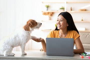 Adorable long coat small dog giving paw his female owner, happy asian woman independent contractor...