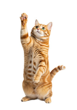 long-haired ginger and cream tabby cat standing on hind legs, forepaw delicately extended high, large emerald eyes wide with intense curiosity, hyperrealistic studio pet portraiture concept of feline