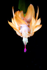 Flower of Christmas cactus (Schlumbergera truncata)