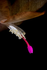 Stamen and pistil of Christmas cactus (Schlumbergera truncata)