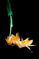 Flower of Christmas cactus (Schlumbergera truncata)