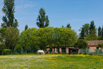White horse and brown donkey peacefully feeding in the spring field