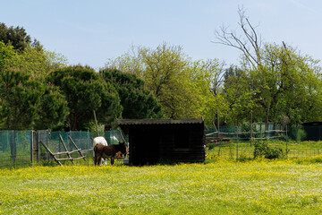 White horse and brown donkey peacefully feeding in the spring field