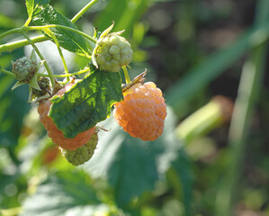 Golden Raspberry hanging on bushes.