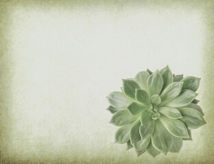 Miniature succulent on antique cracked paper texture