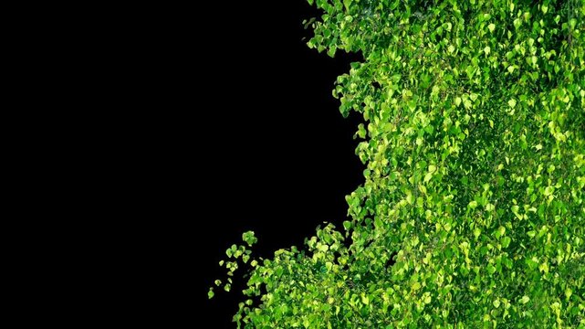 Green Tree Border On Sunny Day - Pre-Keyed With Alpha Channel
