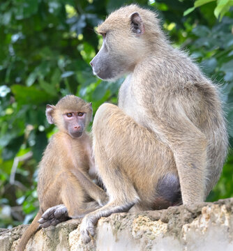 Female Yellow Baboon (Papio cynocephalus) with  baby, Shimoni, Kenya