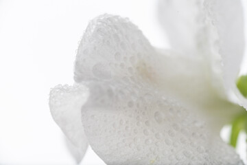Close up of White Sweet Pea Petals 