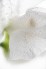 Close up of White Sweet Pea Petals 