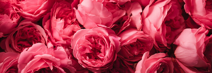 Lush vibrant pink roses in a close-up floral background