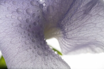 Close up of Sweet Pea Flower Petals with Water Drops