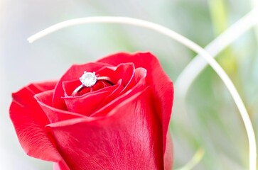 red rose on a white background
