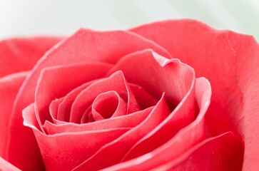 Naklejka premium red rose close up