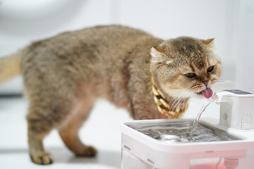 Cat drinking water from pet fountain, showcasing its playful nature and curiosity. scene captures cat fur texture and flowing water, creating lively atmosphere