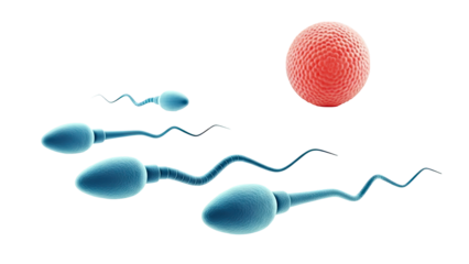 Sperm Cells Approaching Egg Cell