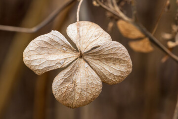 冬の山　枯れたアジサイの花のクローズアップ03