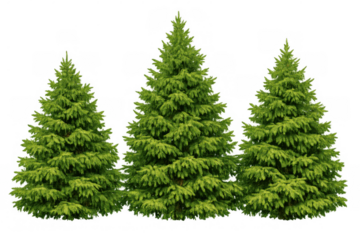 Group of three green spruce trees standing isolated on transparent background, symbolizing nature, growth, and forestry
