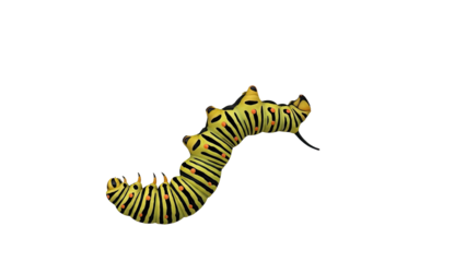 Yellow and black striped caterpillar with orange spots