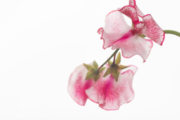 Close up of Red and white Sweet Peas Flower Petals on Light Background