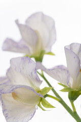 Obraz premium Close up of White Sweet Pea Flower Petals with Light Purple Edges
