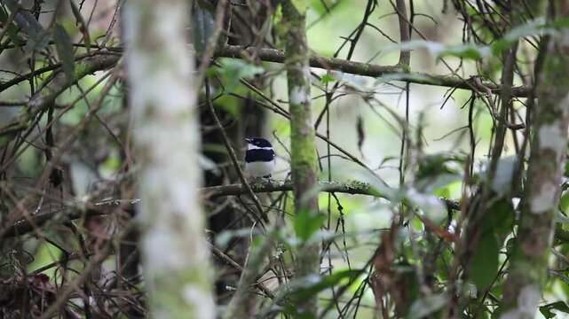 Rwenzori batis (Batis diops) is an endemic bird native to the Albertine Rift montane forests. This photo was taken  in Nyungwe National Park, Rwanda.