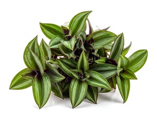 Overhead studio shot of a vibrant, striped foliage plant on a white background, showcasing intricate leaf patterns