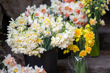 Close up of Daffodils Harvested for Sale