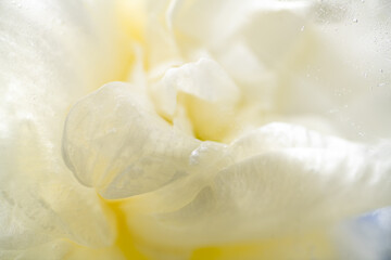 Fototapeta premium Close up of Creamy Flower Frozen in Ice