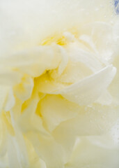 Obraz premium Close up of Creamy Flower Frozen in Ice