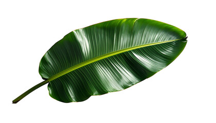 A glossy, vibrant green, single leaf against a stark black background, showcasing intricate details