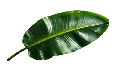 A glossy, vibrant green, single leaf against a stark black background, showcasing intricate details