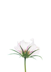 Obraz premium Close up of White and Pink Cosmos Flower with Curled Petals